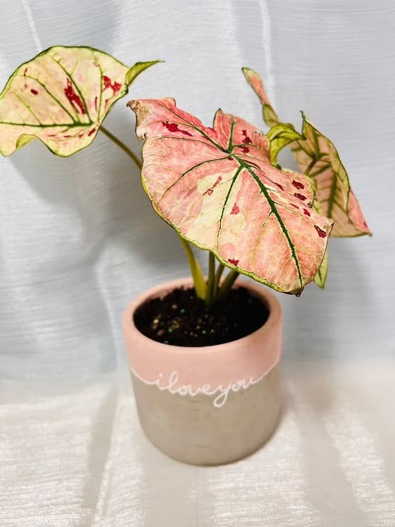 草莓之星  文青網美最愛 觀葉植物 喬遷誌慶 新居落成
