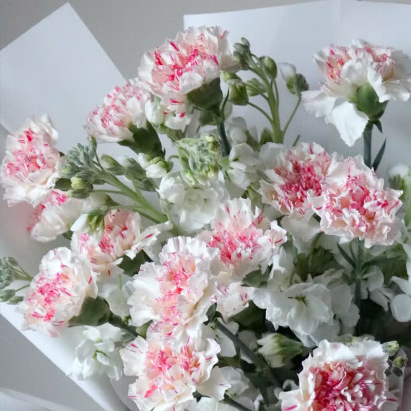 【鮮花進口康乃馨花束】母親節。開幕。生日。畢業季 I 可自取