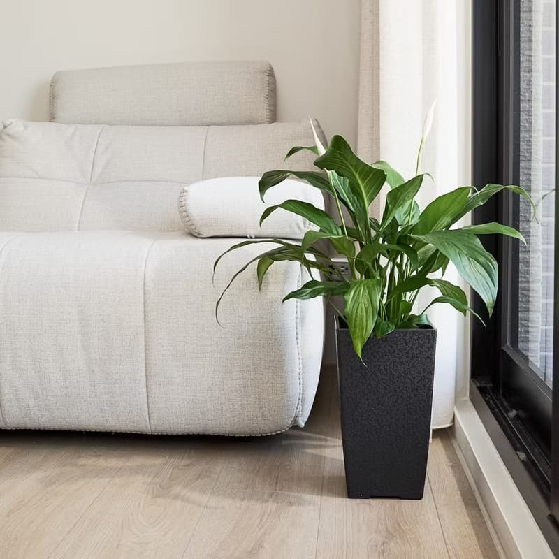 白鶴芋 | 四季開花 觀葉植物 室內盆栽 空氣淨化 3吋盆 落地盆栽