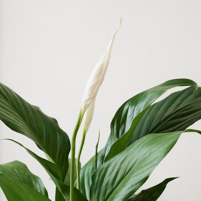 白鶴芋 | 四季開花 觀葉植物 室內盆栽 空氣淨化 3吋盆 落地盆栽