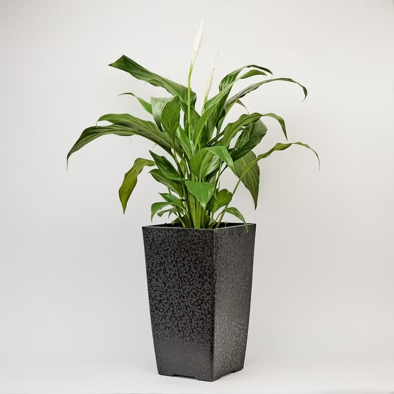 白鶴芋 | 四季開花 觀葉植物 室內盆栽 空氣淨化 3吋盆 落地盆栽