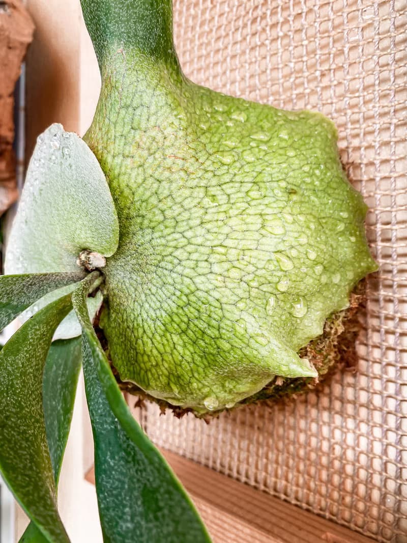 【上板鹿角蕨】質感畫框/ 需要自然光/ 植栽