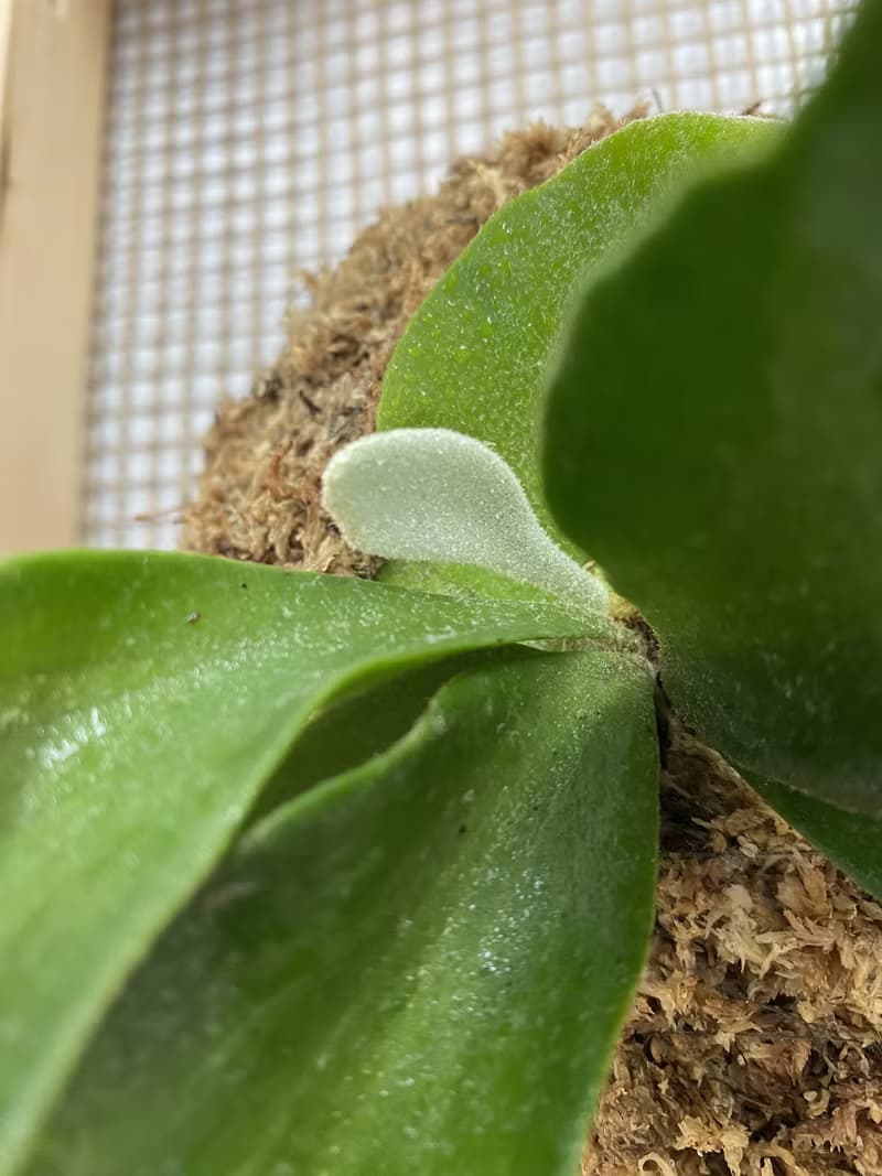 【上板鹿角蕨】質感畫框/ 需要自然光/ 植栽