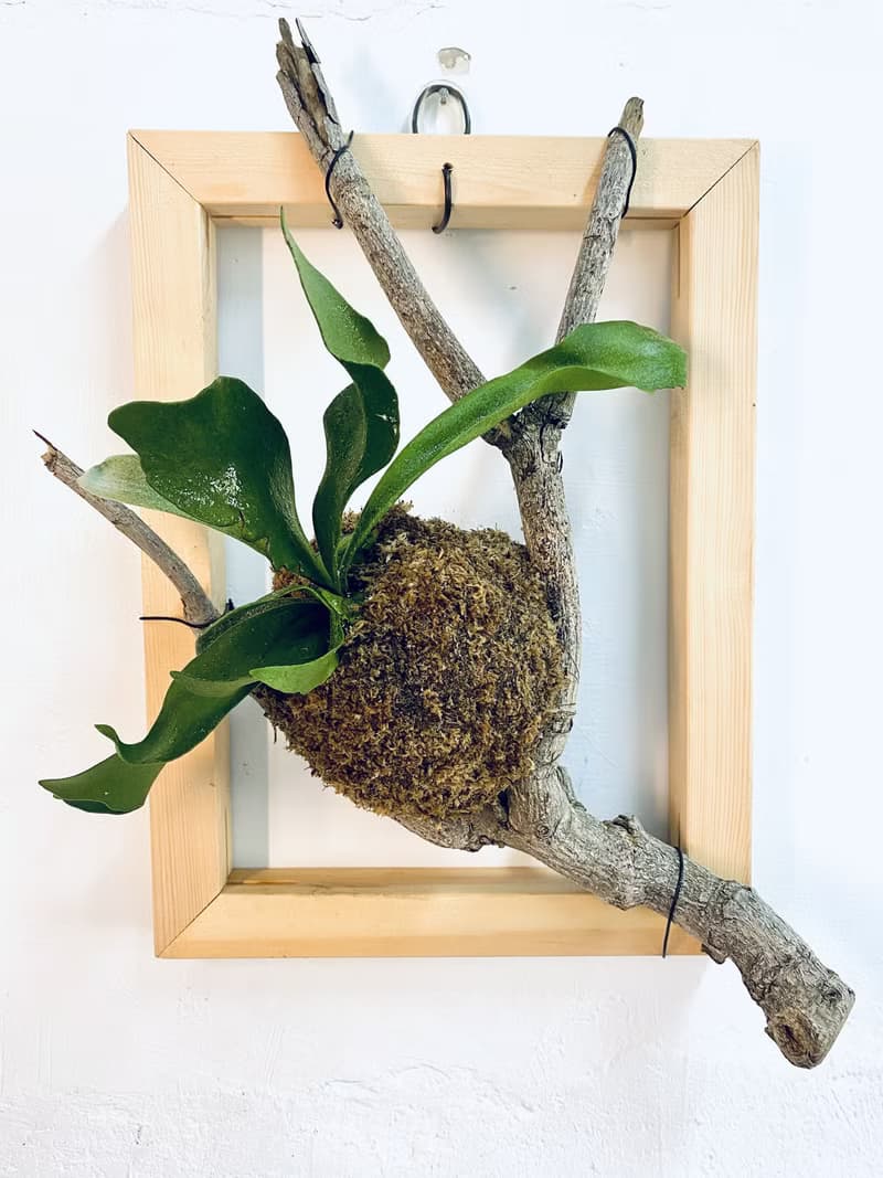 【上板鹿角蕨】質感畫框/ 需要自然光/ 植栽