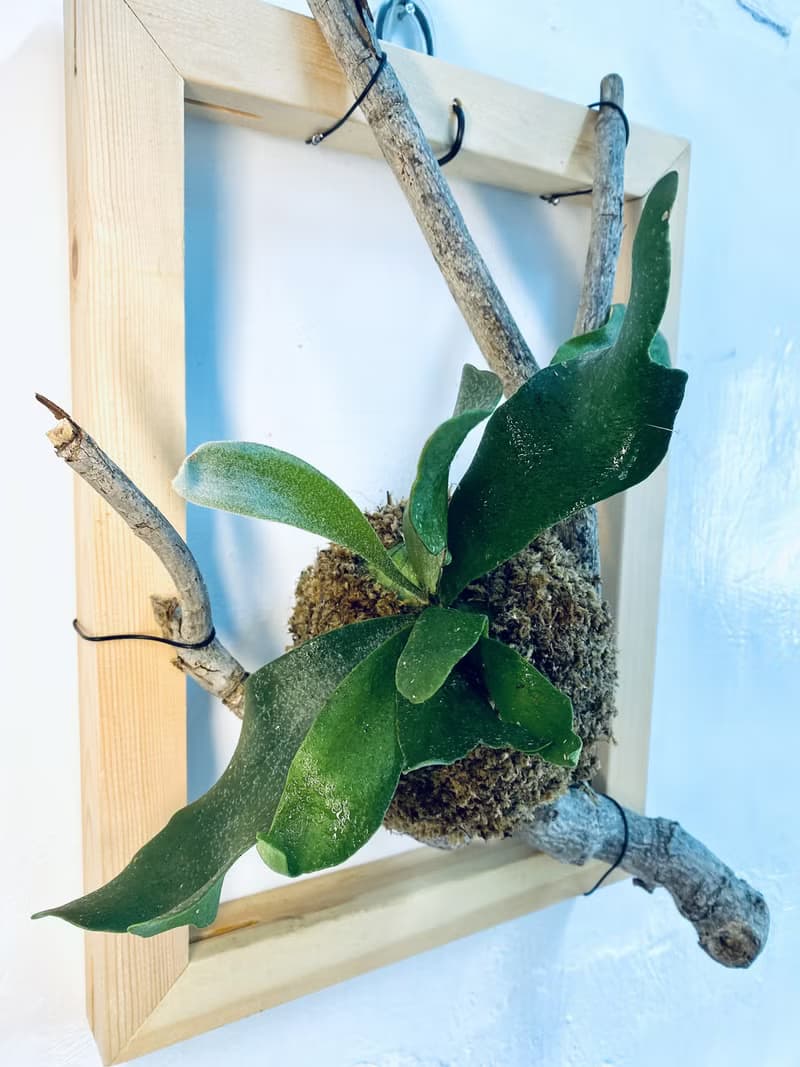 【上板鹿角蕨】質感畫框/ 需要自然光/ 植栽