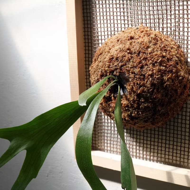 【上板鹿角蕨】質感畫框/ 需要自然光/ 植栽