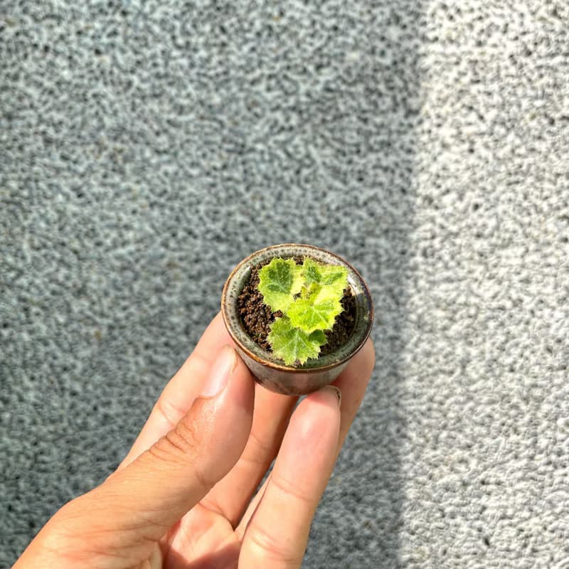山野草 日本七變化虎耳草 松年手工盆