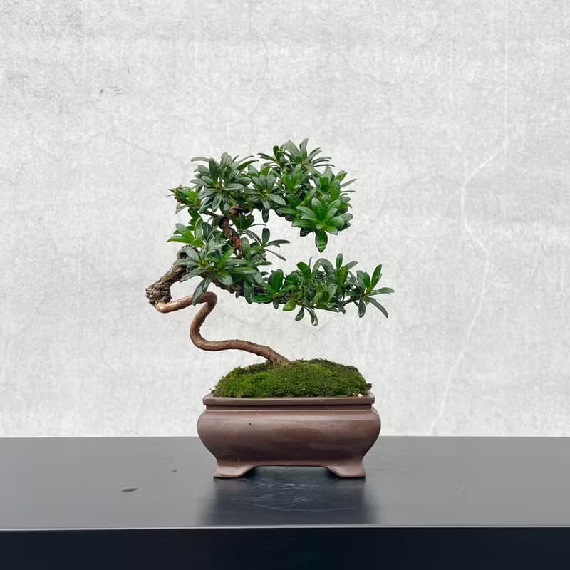 小品盆栽-珍珠羅漢松 稀有母株 盆景