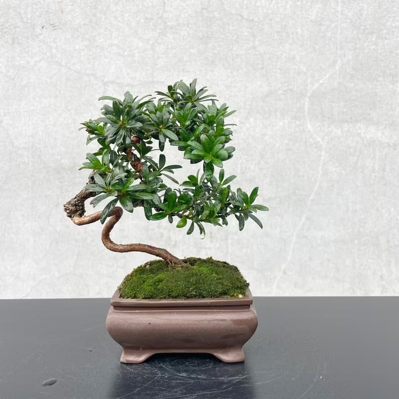 小品盆栽-珍珠羅漢松 稀有母株 盆景