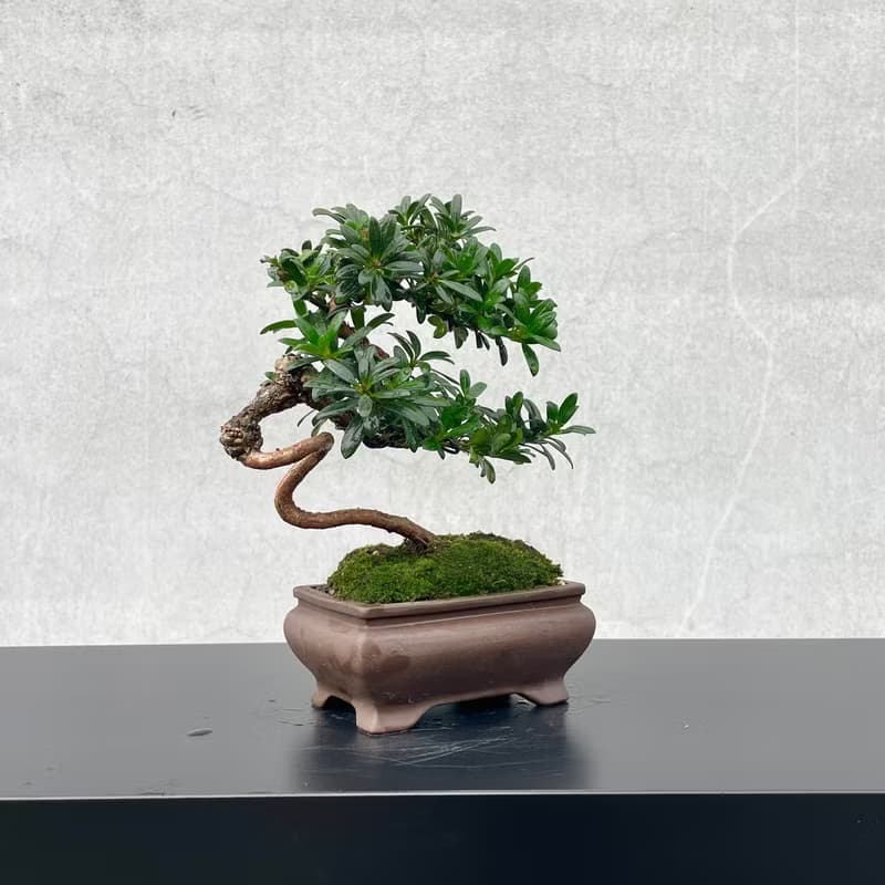 小品盆栽-珍珠羅漢松 稀有母株 盆景