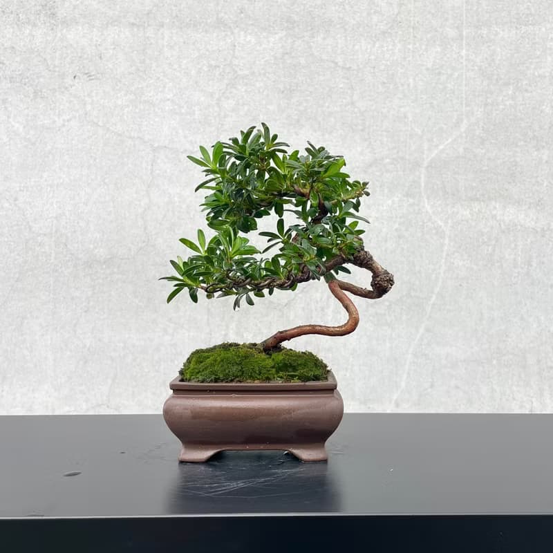 小品盆栽-珍珠羅漢松 稀有母株 盆景