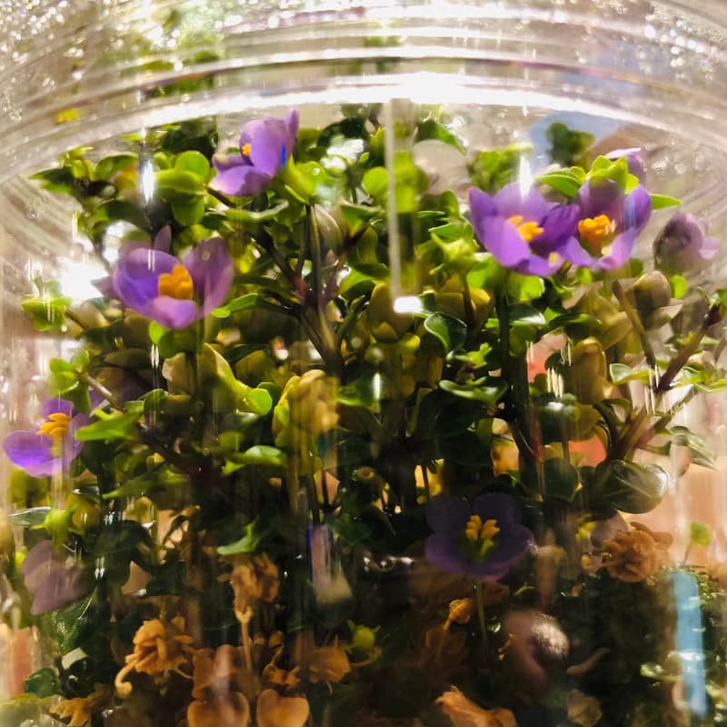 【開花植物水晶款】紫芳草燈座組合 (不拆賣)  3株植物開紫色花