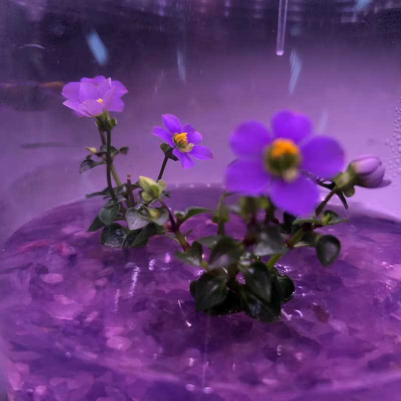 【開花植物水晶款】紫芳草燈座組合 (不拆賣)  3株植物開紫色花