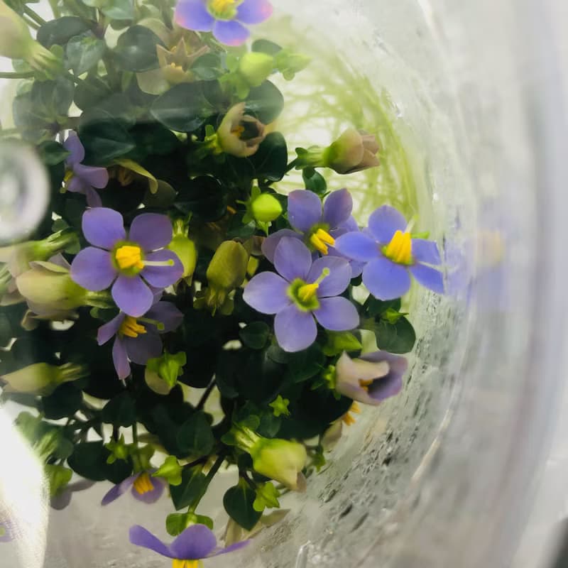 【開花植物水晶款】紫芳草燈座組合 (不拆賣)  3株植物開紫色花