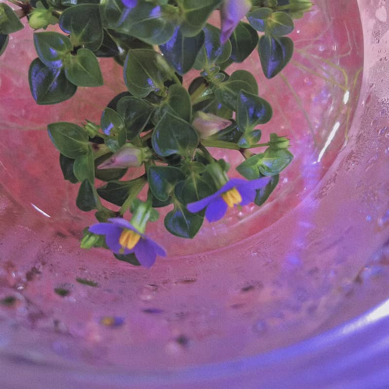 【開花植物水晶款】紫芳草燈座組合 (不拆賣)  3株植物開紫色花