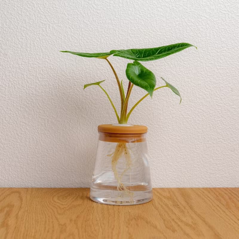 甲骨文觀音蓮 三角水耕盆栽 室內植物 觀葉植物 禮物 水培