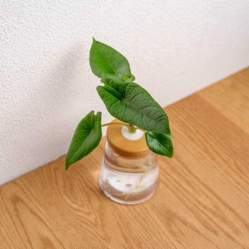 甲骨文觀音蓮 三角水耕盆栽 室內植物 觀葉植物 禮物 水培