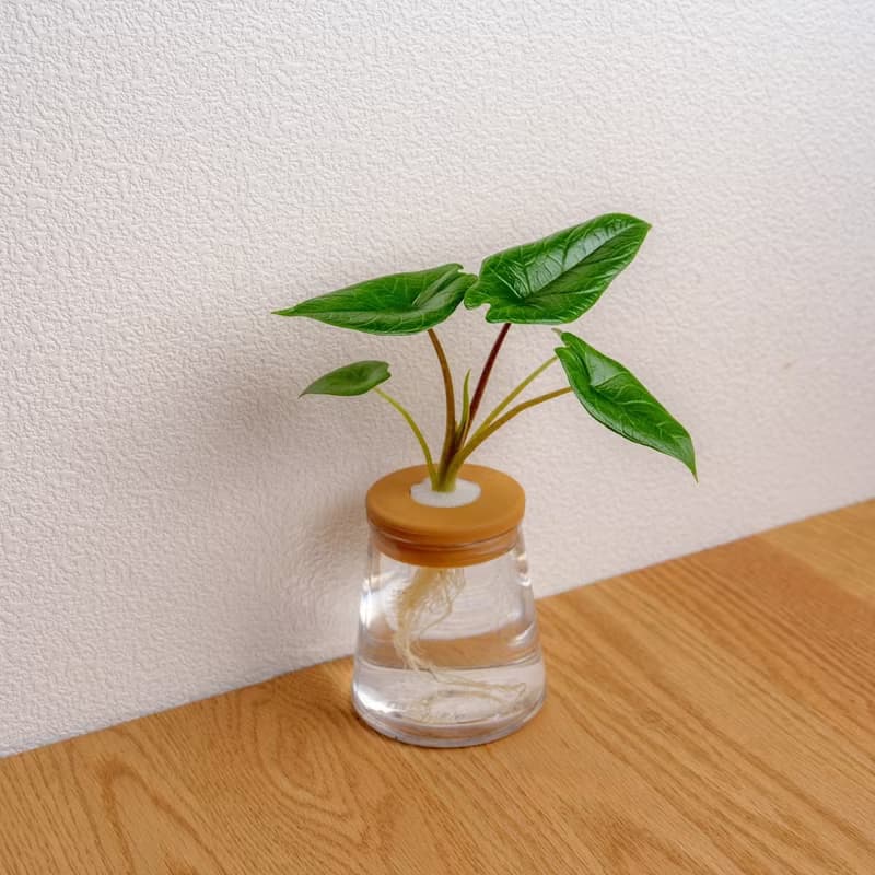 甲骨文觀音蓮 三角水耕盆栽 室內植物 觀葉植物 禮物 水培