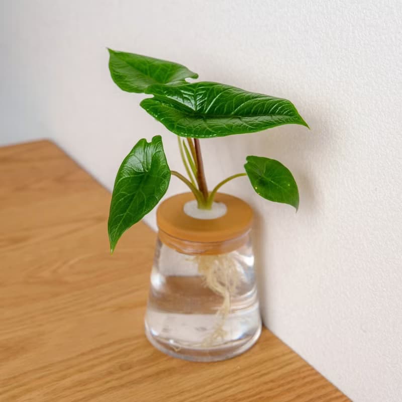 甲骨文觀音蓮 三角水耕盆栽 室內植物 觀葉植物 禮物 水培