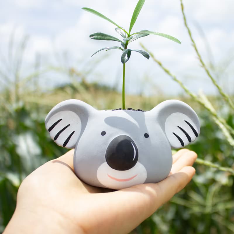無尾熊Koala水泥盆器 夏日時光的療癒系盆栽