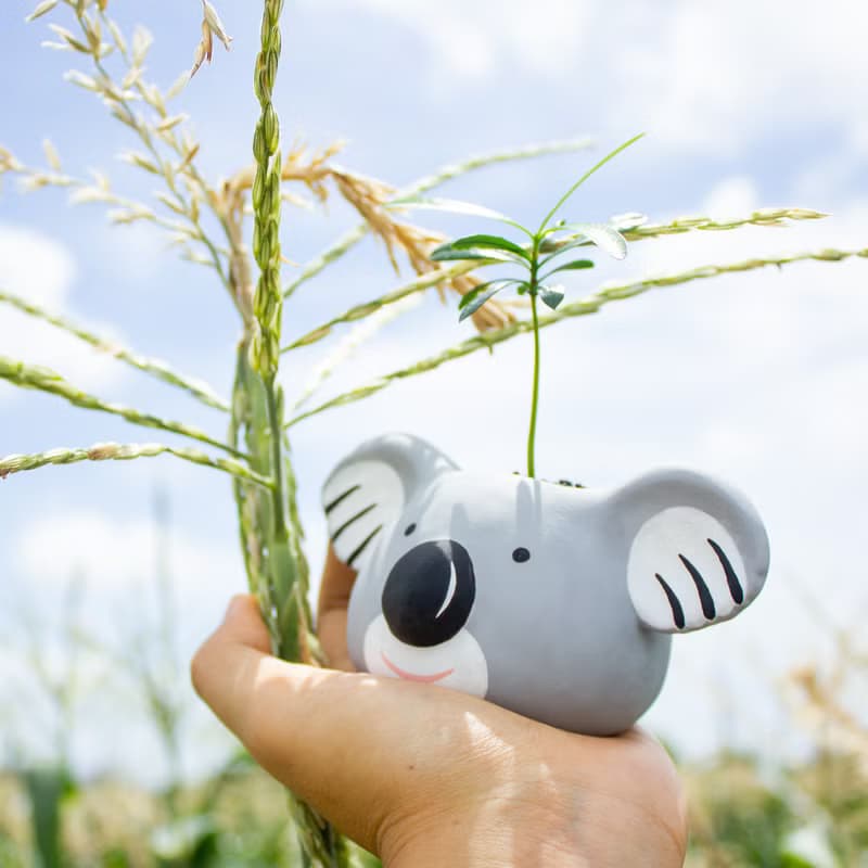 無尾熊Koala水泥盆器 夏日時光的療癒系盆栽