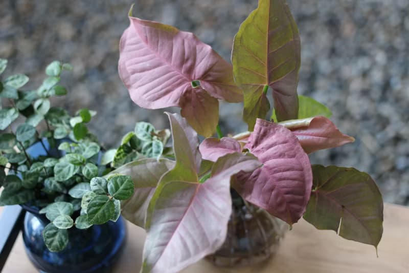 水培植栽 l 粉紅佳人_室內植物  辦公室盆栽  店內擺設
