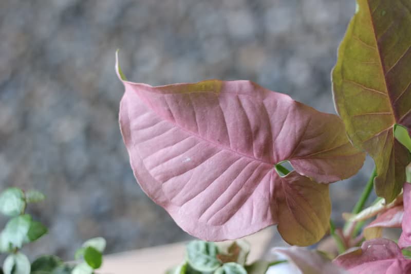 水培植栽 l 粉紅佳人_室內植物  辦公室盆栽  店內擺設