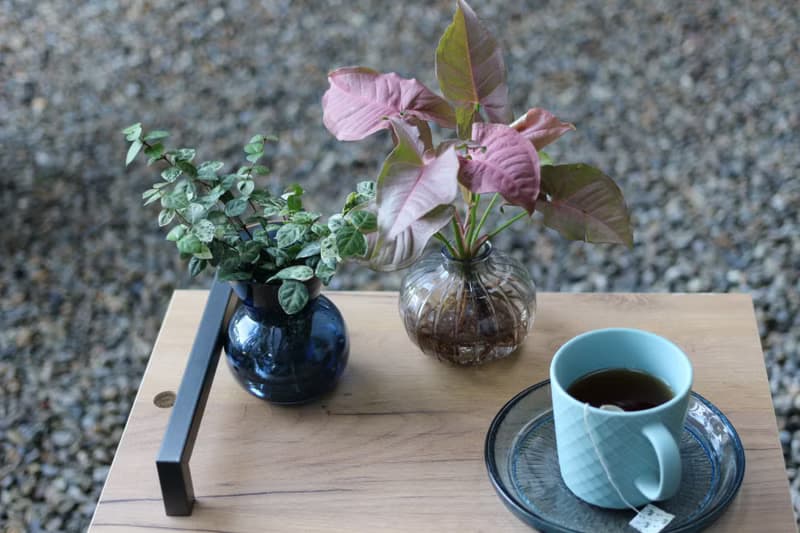 水培植栽 l 粉紅佳人_室內植物  辦公室盆栽  店內擺設