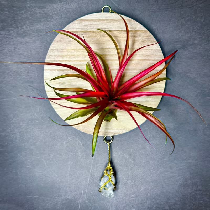 新品上市 風礦 Windborne / 空氣鳳梨壁掛系列