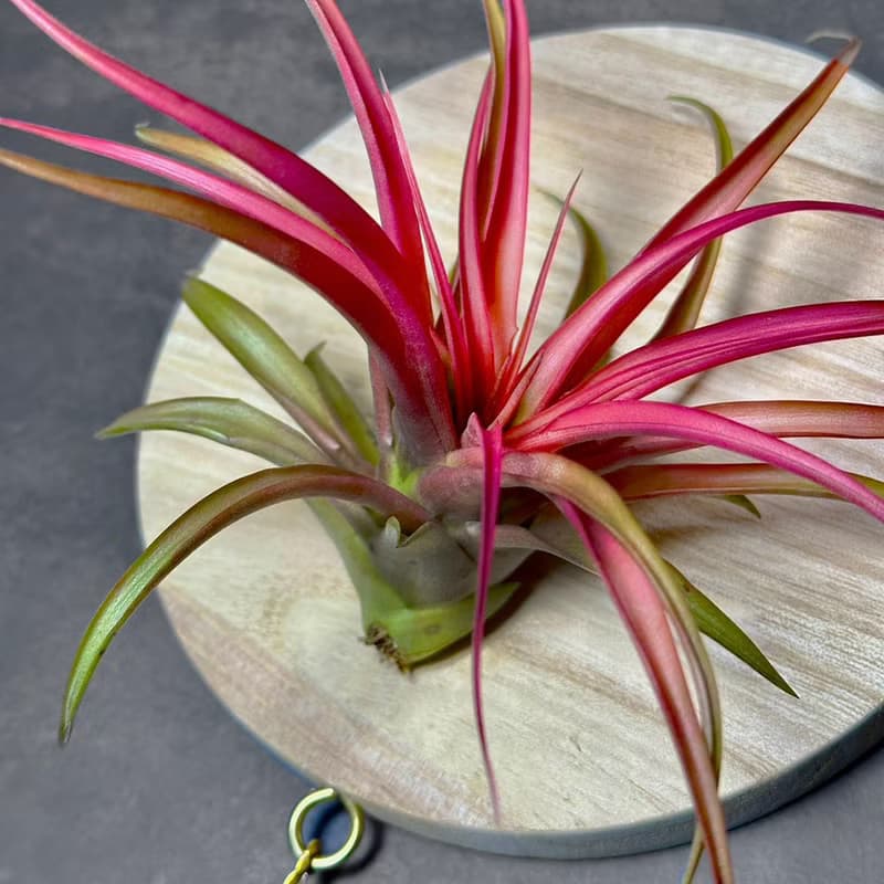 新品上市 風礦 Windborne / 空氣鳳梨壁掛系列