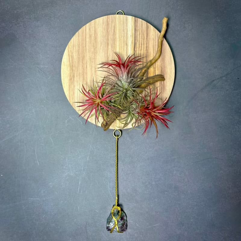 新品上市 風礦 Windborne / 空氣鳳梨壁掛系列