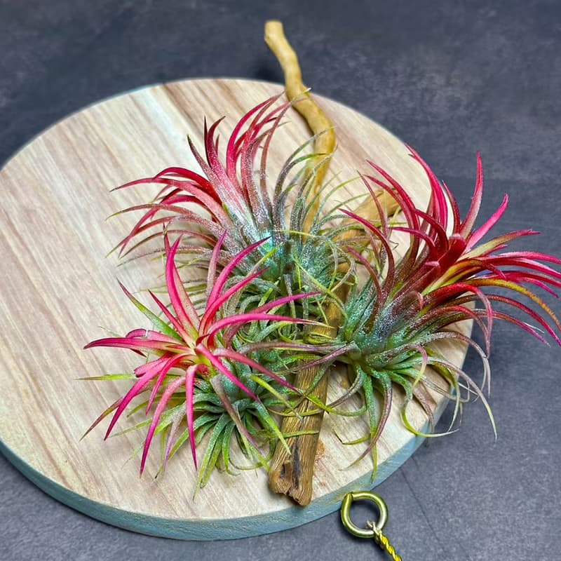 新品上市 風礦 Windborne / 空氣鳳梨壁掛系列