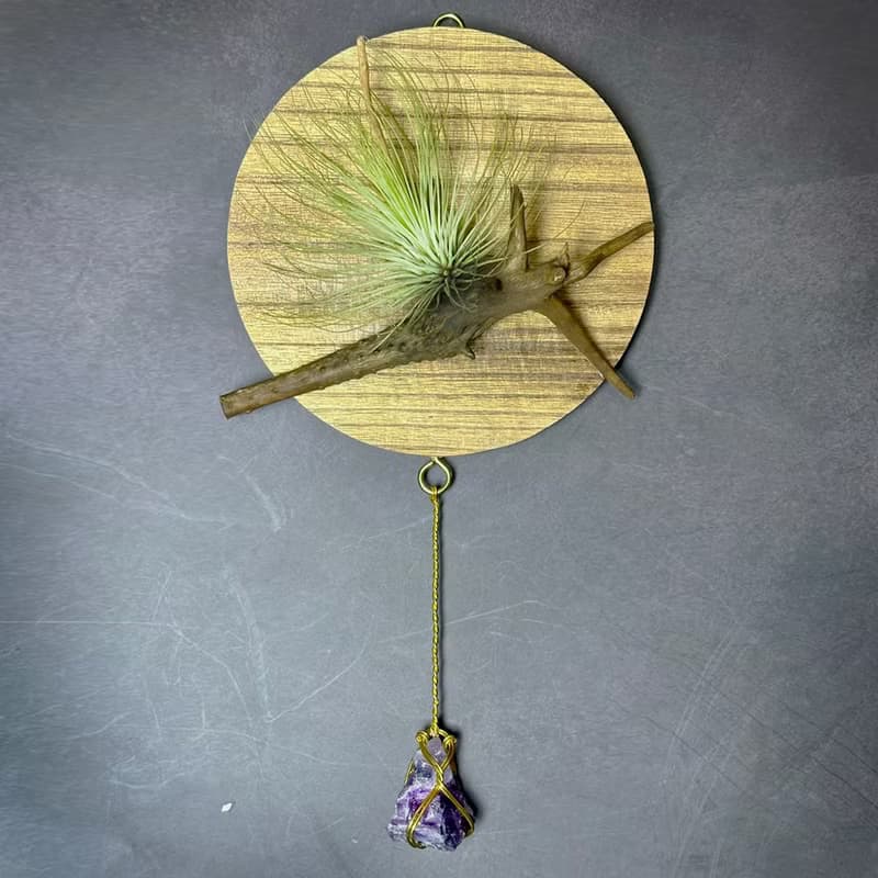 新品上市 風礦 Windborne / 空氣鳳梨壁掛系列