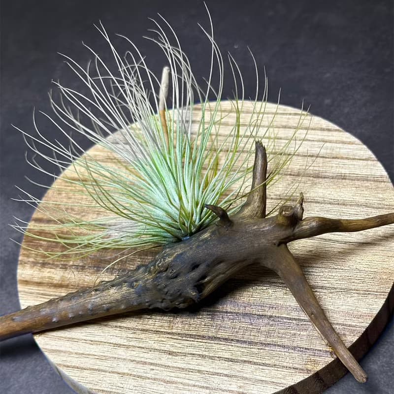 新品上市 風礦 Windborne / 空氣鳳梨壁掛系列