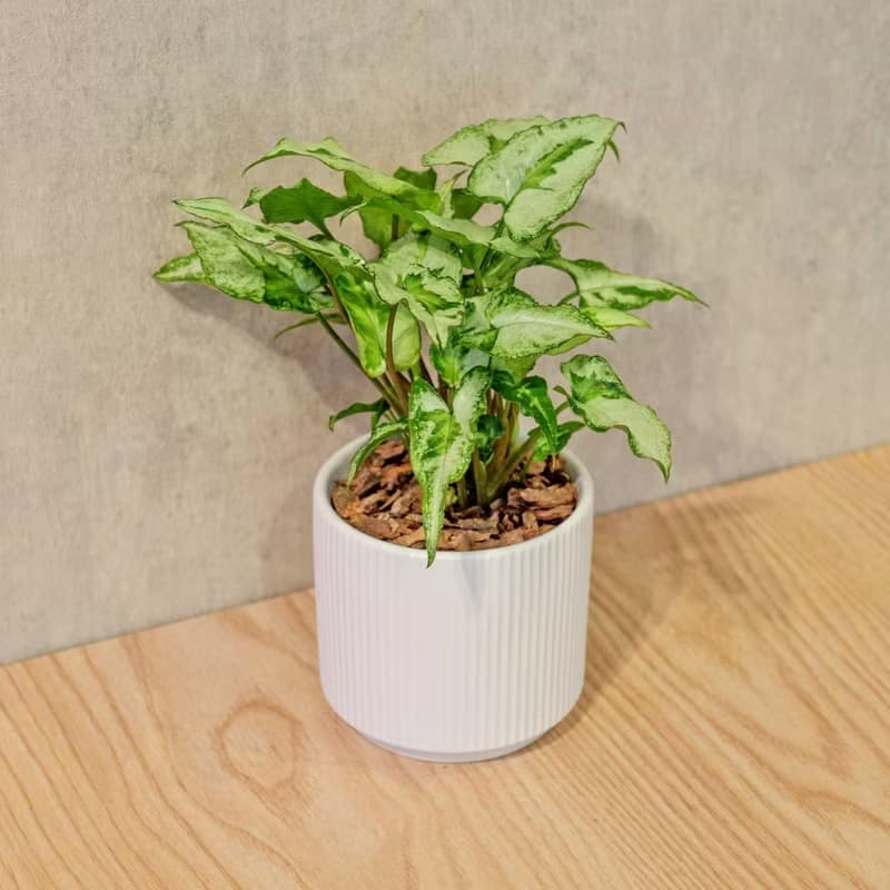 三王合果芋 莫蘭迪色系直紋陶盆 室內植物 觀葉植物 禮物 盆栽