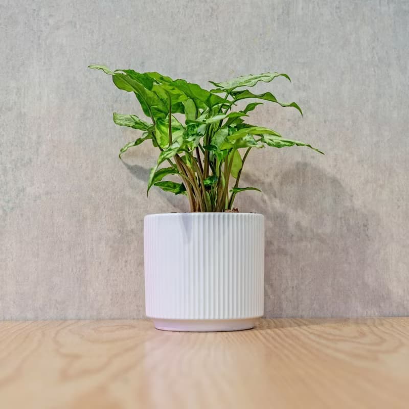三王合果芋 莫蘭迪色系直紋陶盆 室內植物 觀葉植物 禮物 盆栽