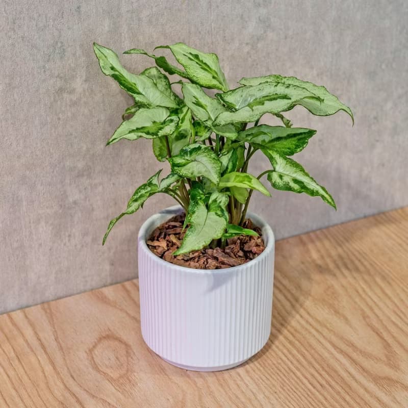 三王合果芋 莫蘭迪色系直紋陶盆 室內植物 觀葉植物 禮物 盆栽