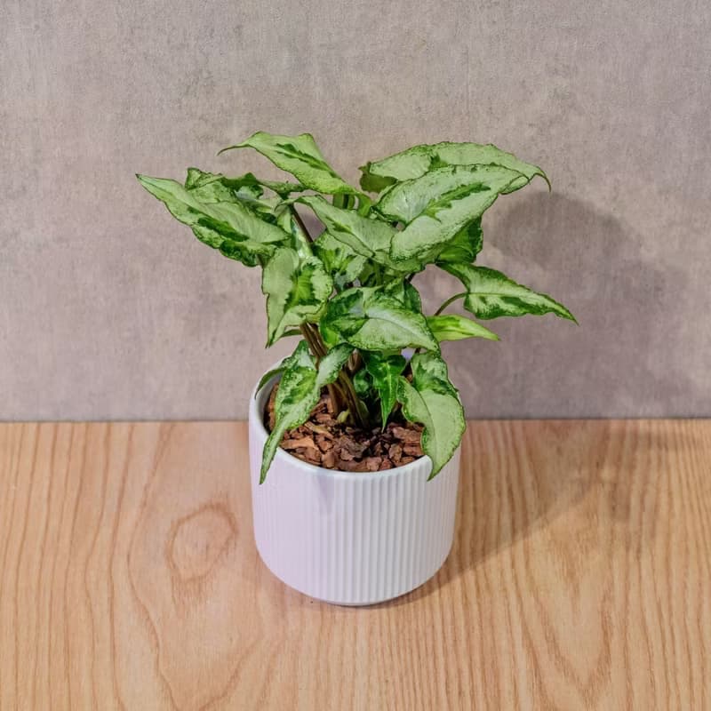 三王合果芋 莫蘭迪色系直紋陶盆 室內植物 觀葉植物 禮物 盆栽