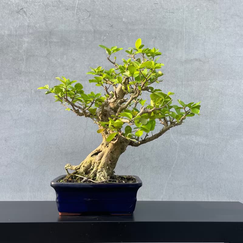 中品盆栽-西印度櫻桃 盆景 送禮