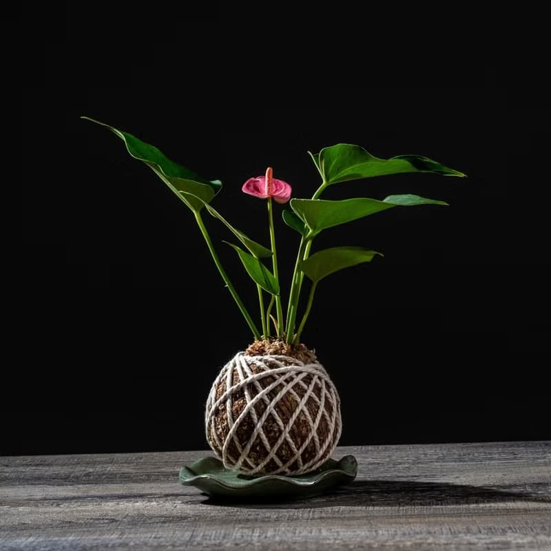 粉紅火鶴花苔球 苔球植物 苔玉 室內植物 辦公室植物 交換禮物
