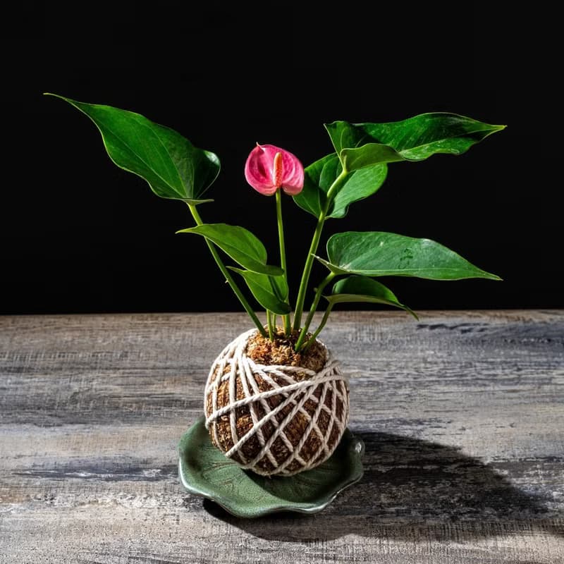 粉紅火鶴花苔球 苔球植物 苔玉 室內植物 辦公室植物 交換禮物