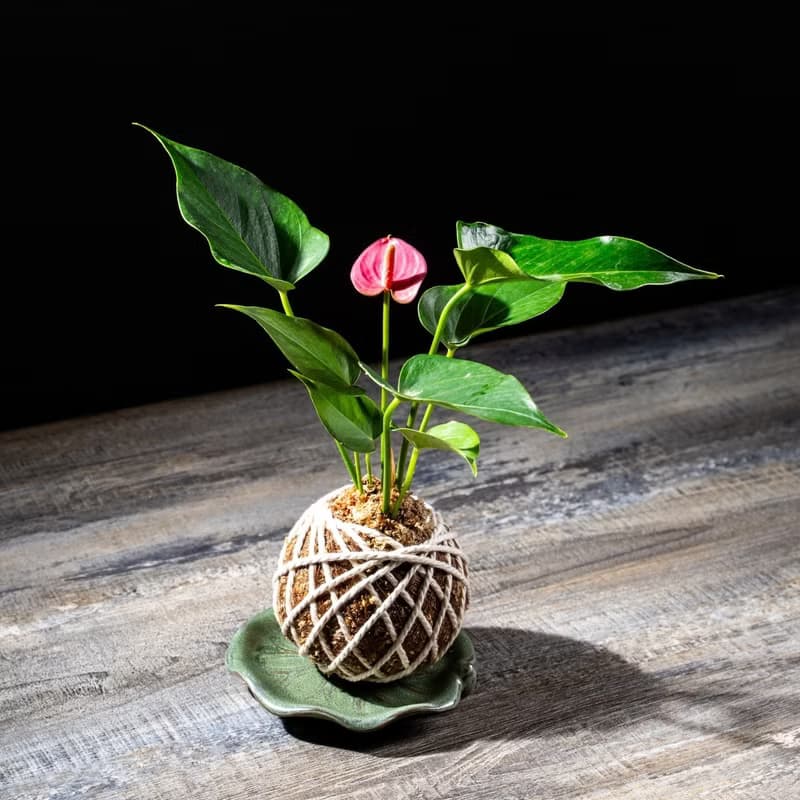 粉紅火鶴花苔球 苔球植物 苔玉 室內植物 辦公室植物 交換禮物