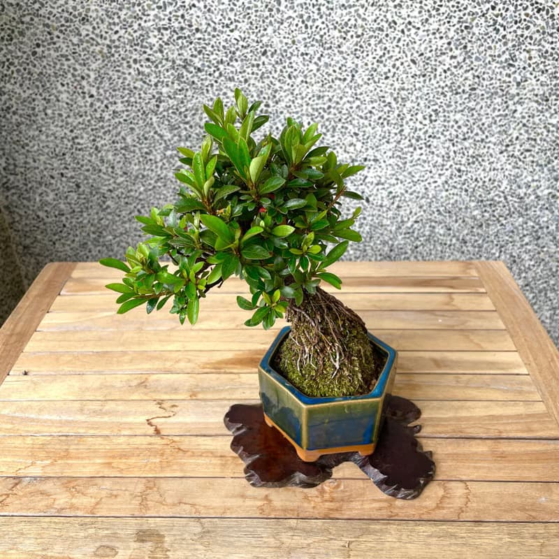 小品盆栽-日本皋月杜鵑 紅小星 盆景 送禮