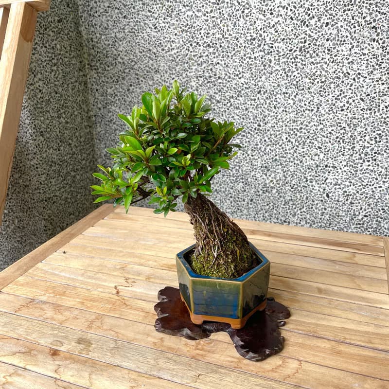 小品盆栽-日本皋月杜鵑 紅小星 盆景 送禮