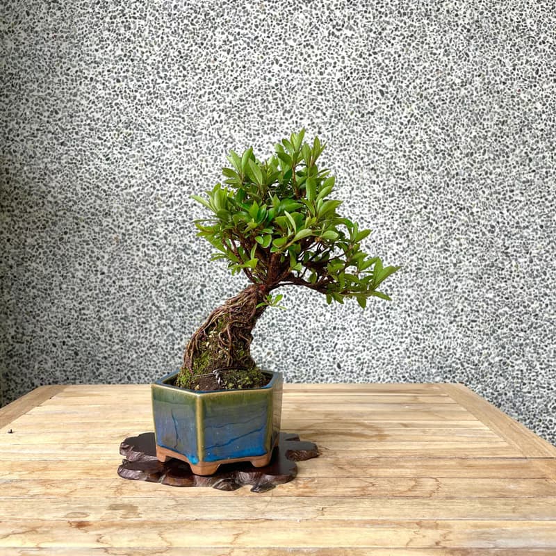 小品盆栽-日本皋月杜鵑 紅小星 盆景 送禮