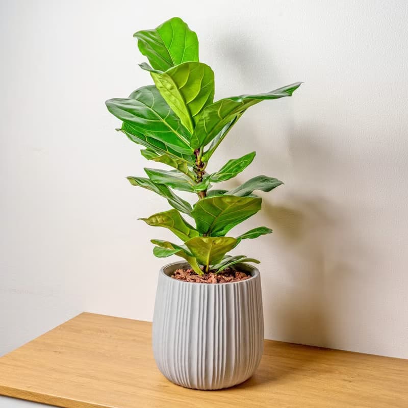 琴葉榕灰條紋水泥盆栽 開幕盆栽推薦 落地盆栽 喬遷禮物 植物