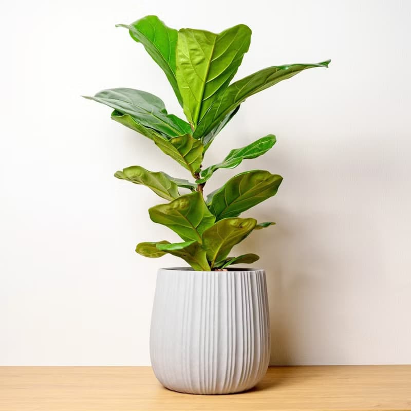 琴葉榕灰條紋水泥盆栽 開幕盆栽推薦 落地盆栽 喬遷禮物 植物