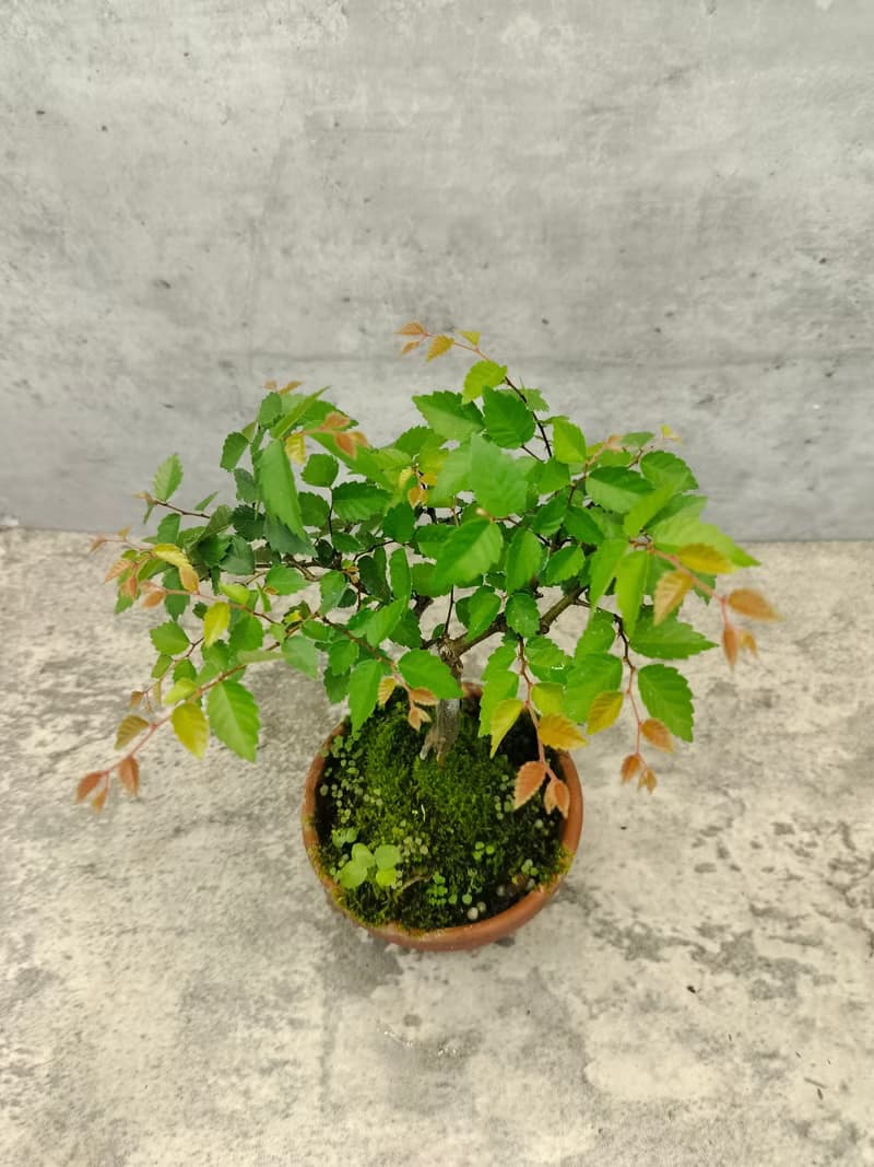 陶盆盆栽-台灣櫸木