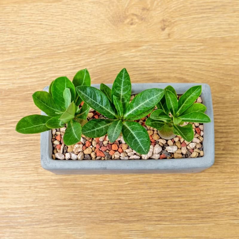 沙漠玫瑰 多肉組盆 長形水泥盆器 桌上型盆栽 開幕送禮 喬遷禮物