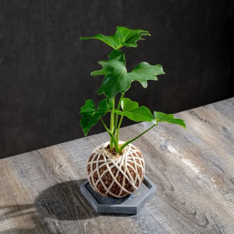 小天使苔球 苔球植物 苔玉 室內植物 辦公室植物 交換禮物